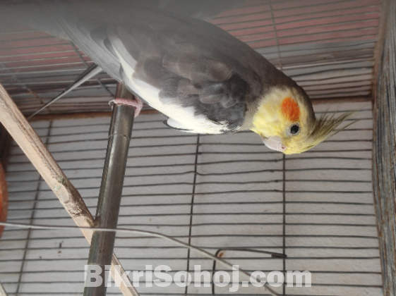 Cockatiel Male
